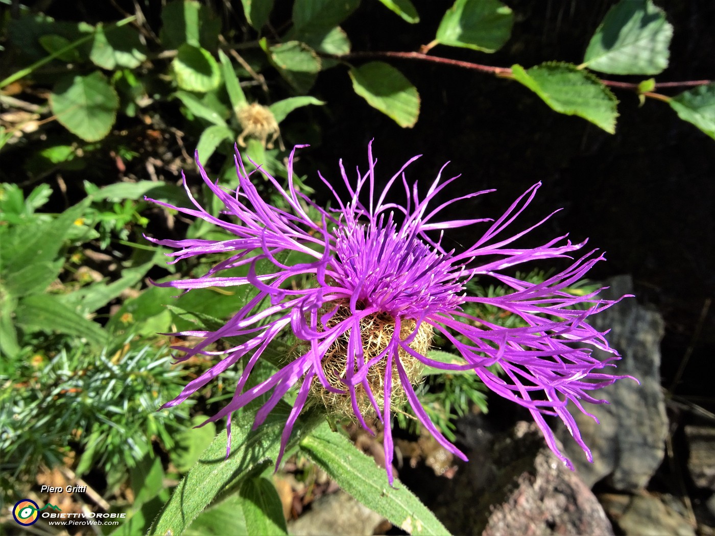 21 Fiordaliso alpino (Centaurea nervosa).JPG